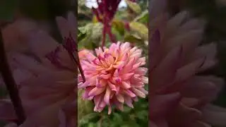 Pink Passion