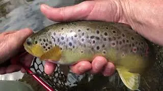 Fly Fishing UK - North Wales 2023
