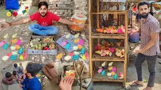 Lovely Baby Chicks Ki Puri Shop Kreed Li 🤑 Colour Full Chicks Agye 🤩Chicken chicksBaby chickens