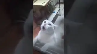 Half-Life Cat 19