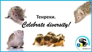 Тенреки. Celebrate diversity!