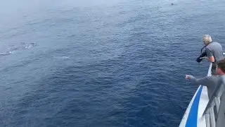 WHALE WATCHING JOURNEY -The Spirit of Migaloo II Captain's Cabin Experience (Surfers Paradise AU)