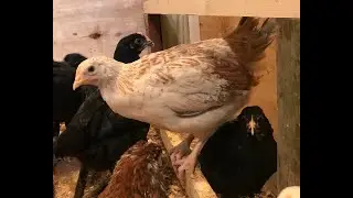 Splash Wheaten Marans Pullets - Cedar Hill Marans