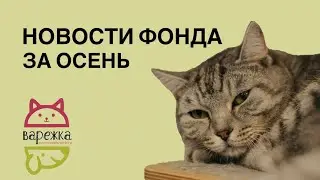 Новости БФ «Варежка» за осень 2025