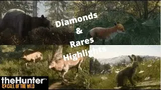 Diamond & Rare Highlights #5