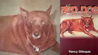 Red Dog: The Pilbara Legend | Stories from Nancy Gillespie&rsquo;s Book