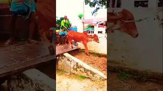 maun media#S#funny video#viral video#short video#short