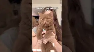 Оценка кофейных зерен Cosmic ✨