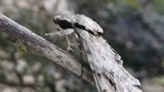 枝にとまらせて撮影したシモフリスズメ Psilogramma incretum