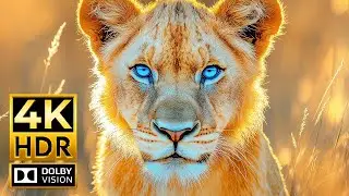 Experience the World's Most Beautiful Animal Scenes in 4K &ndash; Dolby Vision & HDR 60FPS