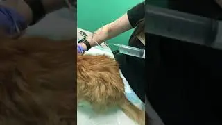 Как ввести Рингера коту / ветклиника
