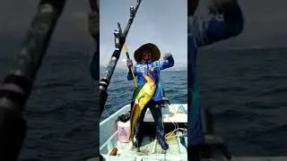 dorados en manzanillo