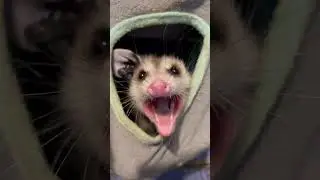 Opossum missing an ear. #trump #mean #easy #possum #wildlife #love #cute #animal #follow #babyanimal