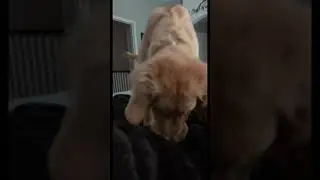Jump around&hellip;#goldenretrieverpuppy #jump #pounce #puppyplaytime #shefunny #puppydays