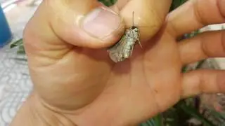 แม่พันธุ์หนอนหัวดำ female carob moth