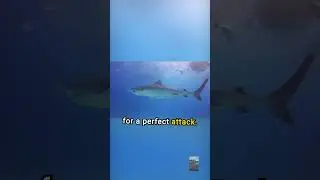 Silent Predators: Shark Hunting Tactics Unveiled #SharkHunting #OceanPredators  #SharkBehavior