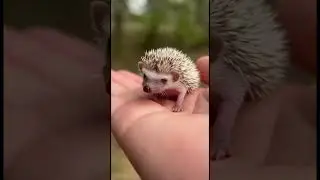 This baby hedgehog fell asleep in a human hand.