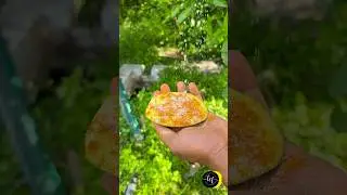 💢💥Thiruttu Manga Taste😍Village Style Cooking😍💥💢❤️😍💥💢Village life🤤😍#village #vandavasi
