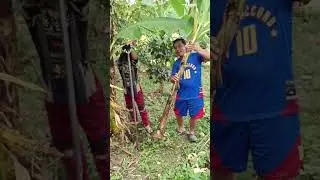 Nangunguha kami ng saha ng saging para itanim #viralvideo 