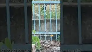 Ngồi chờ Sen mang cơm😁😁