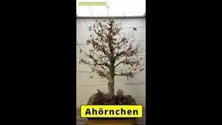 Der total verwahrloste F&auml;cherahorn - Neustart Acer palmatum auf meine Art #shorts | Bonsai Shorts #6
