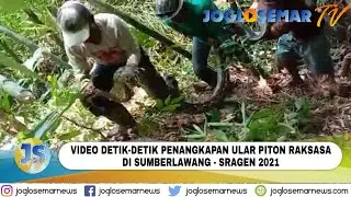DETIK-DETIK PENANGKAPAN ULAR PITON RAKSASA DI SUMBERLAWANG SRAGEN // JOGLOSEMAR TV