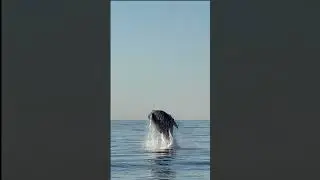 Super Slow Mo Breaching Humpback! 🤩 #breachingwhale #breachingwhales #whalebreaching