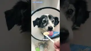 A Street Dog&rsquo;s Second Chance at Life ❤️