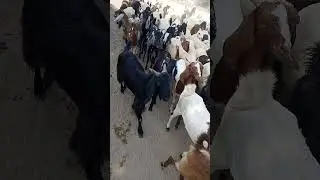#Goats#Walking* #electronicmusic #music #housemusic #desert #animals #walking #daily #goats