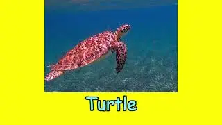 High Speed Flash Card - Ocean Animals; Heguru, Shichida; Right Brain Stimulation Training