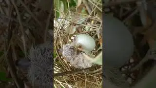 Poor Little Baby Dove in the nest  41