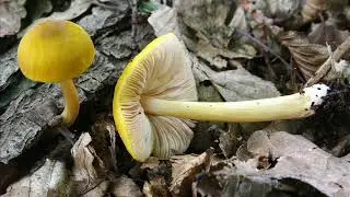 Pluteus leoninus