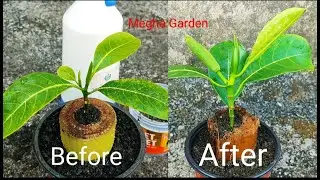 Planting Technique How To Propagate Jackfruit Plant in Banana Tree Easley Growing