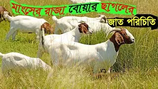এটা মাংসের জাহাজ but বাংলাদেশে সম্ভব না Meat ship Boer goat breed introduction