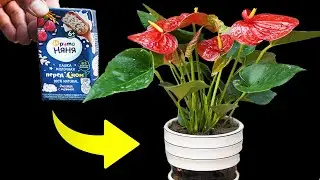 ANTHURIUM Rescue How Cereal Milk Helps Your Plant Thrive Again