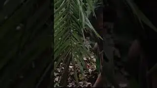 Predator movie quotes #youtubeshorts #predator #arnoldschwarzenegger