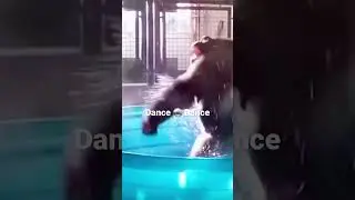 Dance like a maniac Gorilla 🦍 #shorts #shortsvideo #short #viralshorts #funnyanimals #dancing