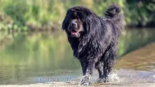 The Gentle Giant: All About the Newfoundland Dog