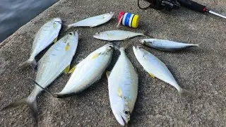 Panen ikan talang-talang || mancing dengan teknik pelampung + softlure
