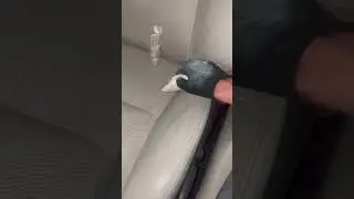 Step-by-Step Lexus leather seat repair by 30yr pro. Watch the transformation.  #howto #baltimore