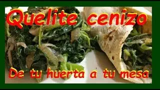 Cultivo del Quelite Cenizo