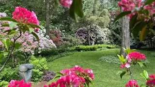 Abundant Blooms of Mountain Laurels, 6/2-14/2023