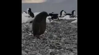 Epic Fail Penguin