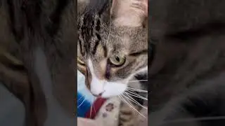 Cat responds to his name 😹 #shortsyoutube #happycatsletsgo #shortsfeed #catlover #charmingcat #cat