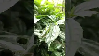 🦗Master of Disguise!🌿 Long-horned Grasshopper (Tettigoniidae family)