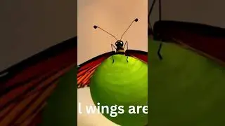 🦋 Beautiful Butterfly Emerges | Learn Nature for Kids | Nature Safari
