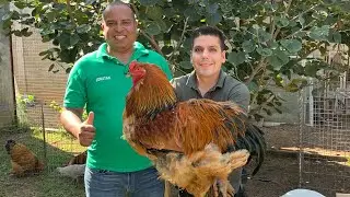 Granja de Gallinas | Gallinas como mascotas | Ameraucanas y sus increíbles huevos de color