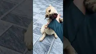 Baby dog feels happy 🥰
