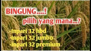 Jenis - Jenis Benih Padi  Inpari 32