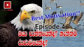 ඔයා පාත්තයෙක්ද නැත්තම් රාජාලියෙක්ද?⚡ || are you Goose or an Eagle? || Ahinsa Gamage